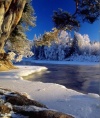 Winter beauty
